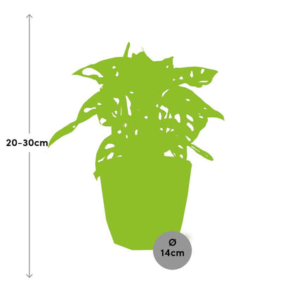 Kamerplant - Monstera 'Monkey Leaf' - Pot Ø 14cm