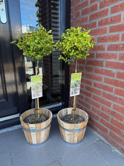 Buitenplant - Euonymus fortunei 'Emerald n Gold' op stam - Bladhoudend - Winterhard - Pot Ø 19cm Hoogte ↕ 90cm