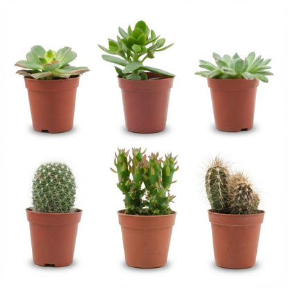 Kamerplant 6x Mix van Echte Cactussen en Vetplanten - Pot Ø 5,5cm Hoogte ↕ 5-10cm