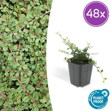 Buitenplant 48x Cotoneaster pr. 'Queen of Carpets' - Pot Ø 9cm Hoogte ↕ 10-25cm