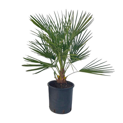 Buitenplant - Chamaerops Humilis - Pot Ø 22cm Hoogte ↕ 80cm