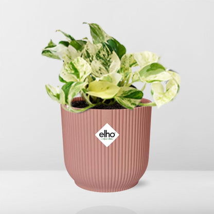 Kamerplant - Epipremnum Pinnatum Happy Leaf - Pot Ø 14cm