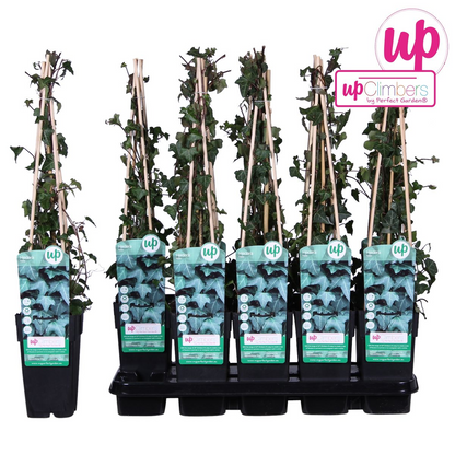 Buitenplant - Hedera helix - Klimplant - Pot Ø 15cm Hoogte ↕ 65cm