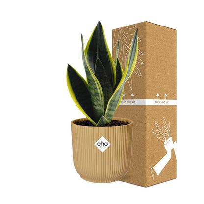 Kamerplant - Sansevieria Futura Superba - Pot Ø 14cm Hoogte ↕ 40cm