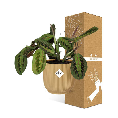 Kamerplant - Maranta Leuconeura 'Fascinator' Tricolor - Pot Ø 14cm