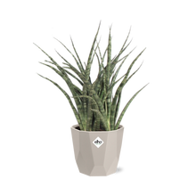 Kamerplant - Sansevieria Fernwood Punk - Pot Ø 14cm