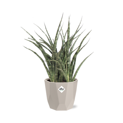 Kamerplant - Sansevieria Fernwood Punk - Pot Ø 14cm