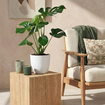 Kamerplant - Monstera Deliciosa - Pot Ø 21cm Hoogte ↕ 70-80cm