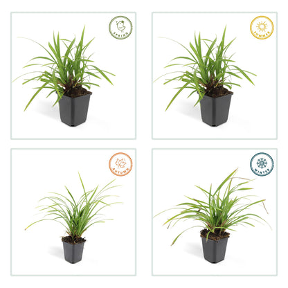 Buitenplant 6x Carex morrowii 'Irish Green' - Pot Ø 9cm Hoogte ↕ 10-25cm