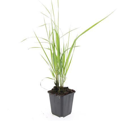 Buitenplant 24x Calamagrostis acut. 'Karl Foerster' - Pot Ø 9cm Hoogte ↕ 10-25cm