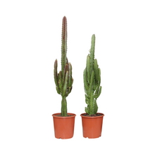 Kamerplant 2x Euphorbia Groen / Rood - Pot Ø 17cm Hoogte ↕ 75cm
