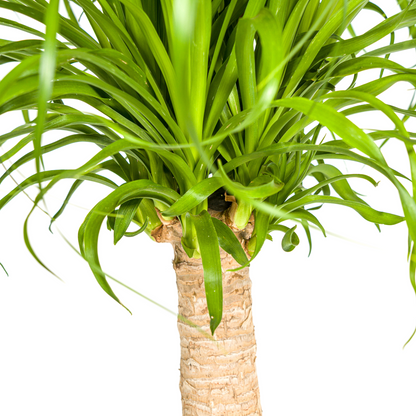 Kamerplant - Beaucarnea Recurvata - Pot Ø 21cm Hoogte ↕ 60-80cm