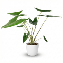 Green boutiQ - Kamerplant - Olifantsoor - Alocasia Zebrina - Groen - Weinig onderhoud - 1 Plant - met Potter Wit - Pot 21 cm - Hoogte 70 - 75cm
