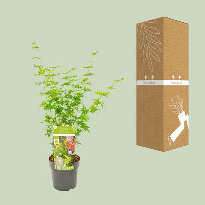 Buitenplant - Acer palmatum 'Going Green' - Pot Ø 19cm Hoogte ↕ 50cm