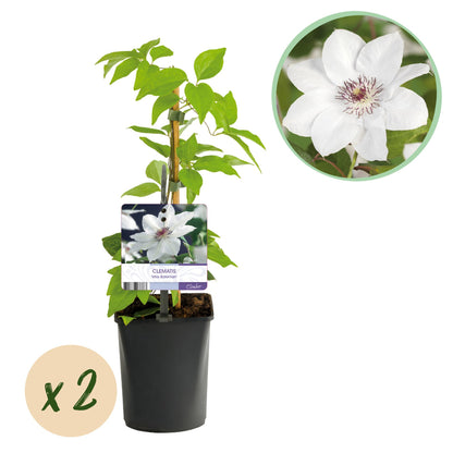 Buitenplant 2x Clematis Miss Bateman - Klimplant - Bloeiend - Pot Ø 11cm Hoogte ↕ 40cm