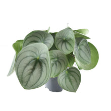 Kamerplant - Peperomia Watermelon - Pot Ø 14cm Hoogte ↕ 25cm