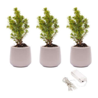 Kamerplant 3x Mini kerstboom - Inclusief pot en LED verlichting