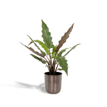 Kamerplant - Alocasia Lauterbachiana - Inclusief sierpot - Pot Ø 19cm Hoogte ↕ 80cm