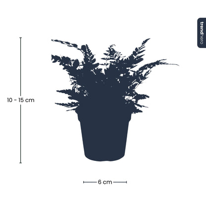 Kamerplant - Varen Athyrium Spicatum - Terrariumplant - Potmaat 6