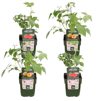 Buitenplant 4x Rubus 'Autumn' Mix - Bloeiend - Pot Ø 13cm Hoogte ↕ 45cm