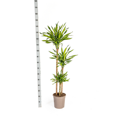 XL Kamerplant - Dracaena Deremensis Rikki - Pot Ø 24cm Hoogte ↕ 130-150cm
