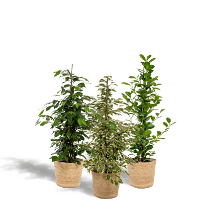 Kamerplant set - 3x Ficus (Danielle, Twilight, Moclame) - Met mand - Pot Ø 21cm Hoogte ↕ 95cm