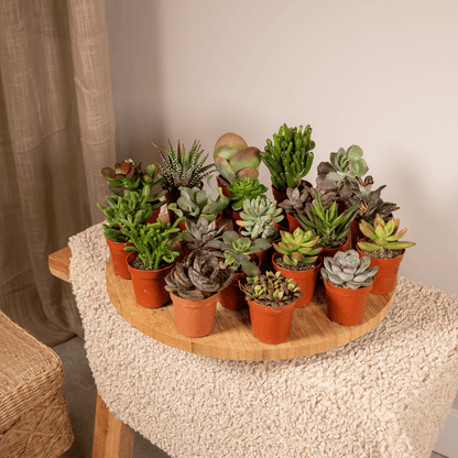 Kamerplant 20x Succulenten Mix - Pot Ø 5,5cm Hoogte ↕ 7cm