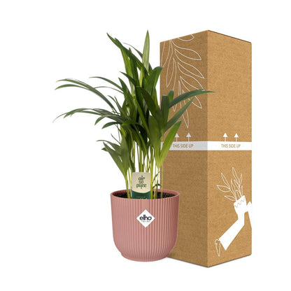 Kamerplant - Dypsis Lutescens (Areca Palm) - Hoogte ↕ 12-230cm
