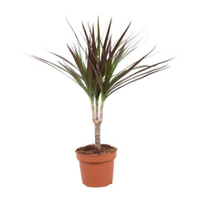 Kamerplant - Dracaena Magenta - Pot Ø 12cm Hoogte ↕ 50cm