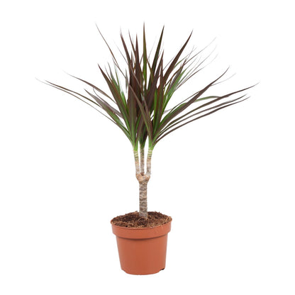 Kamerplant - Dracaena Magenta - Pot Ø 12cm Hoogte ↕ 50cm