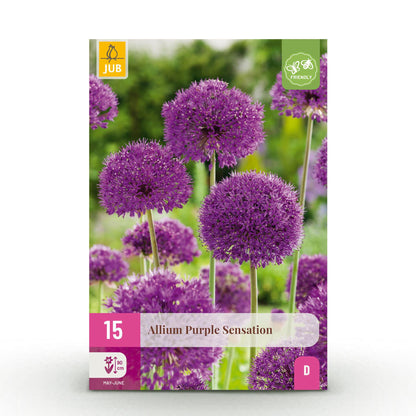 Buitenplant 15x Allium Purple Sensation - Bloeiend - Bolmaat 10/12