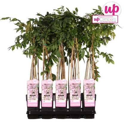 Buitenplant - Wisteria floribunda 'Rosea' - Bloeiend - Pot Ø 15cm Hoogte ↕ 65cm