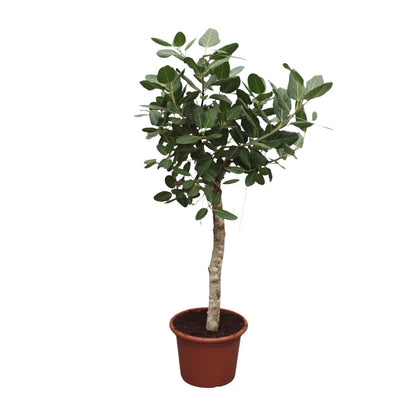 XL Kamerplant - Ficus Benghalensis - Pot Ø 50cm Hoogte ↕ 200cm