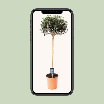 Buitenplant Olijfboom Olea - Mediterraan, Decoratief - Pot Ø 19cm Hoogte ↕ 80cm