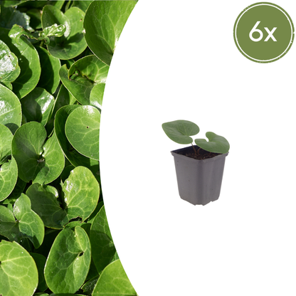 Buitenplant 6x Asarum europaeum - Hazelwortel, Groenblijvend, Bodembedekker - Pot Ø 9cm Hoogte ↕ 25cm