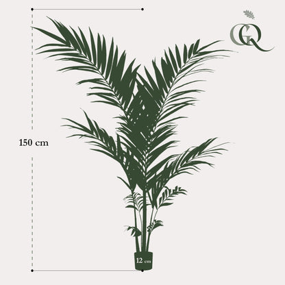 Kunstplant - Kentia Kentiapalm - Hoogte ↕ 150cm