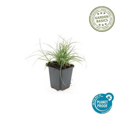 Buitenplant 48x Luzula nivea - Siergras - Pot Ø 9cm Hoogte ↕ 10-25cm