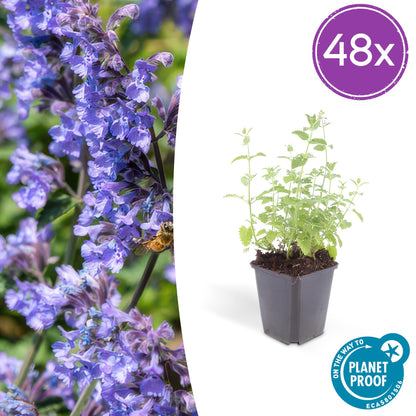 Buitenplant 48x Nepeta 'Six Hills Giant' - Bloeiend - Pot Ø 9cm Hoogte ↕ 10-25cm