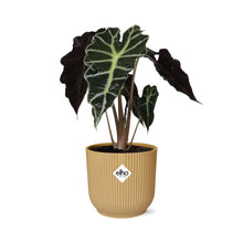 Kamerplant - Alocasia 'Polly' - Pot Ø 14cm Hoogte ↕ 35cm