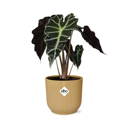 Kamerplant - Alocasia 'Polly' - Pot Ø 14cm Hoogte ↕ 35cm