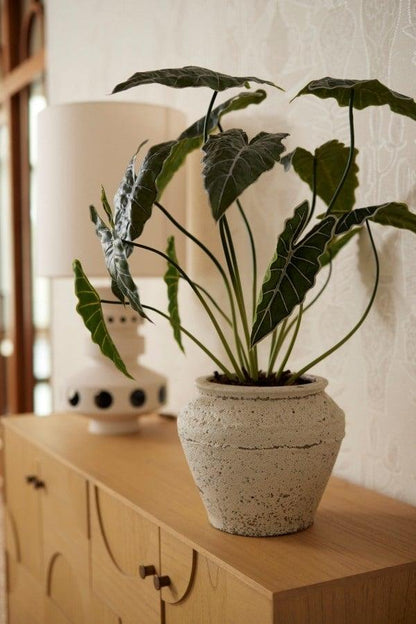 Kunstplant - Alocasia - Hoogte ↕ 80cm