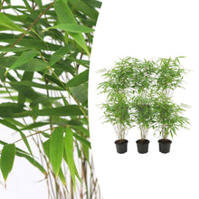 Buitenplant 6x Fargesia Rufa - Bamboe - Pot Ø 13cm Hoogte ↕ 25cm