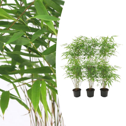 Buitenplant 6x Fargesia Rufa - Bamboe - Pot Ø 13cm Hoogte ↕ 25cm