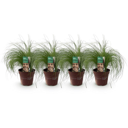 Buitenplant 4x Stipa tenuifolia 'Pony Tails' - Pot Ø 17cm Hoogte ↕ 50cm