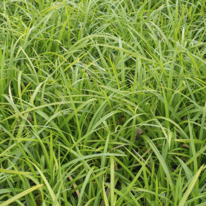 Buitenplant 6x Carex morrowii 'Irish Green' - Pot Ø 9cm Hoogte ↕ 10-25cm
