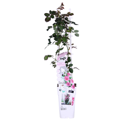 Buitenplant 3x Rosa Crazy in love 'Pink' - Bloeiend - Pot Ø 15cm Hoogte ↕ 65cm