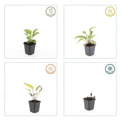 Buitenplant 48x Echinacea p. 'Magnus' - Bloeiend - Pot Ø 9cm Hoogte ↕ 10-25cm