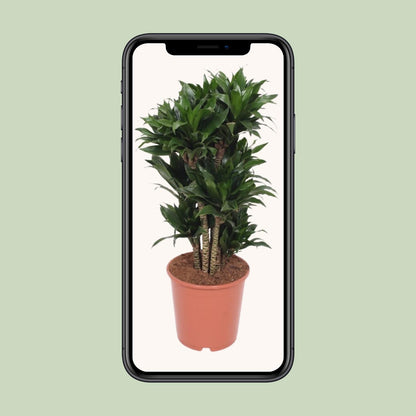 Kamerplant - Dracaena Compacta - Pot Ø 24cm Hoogte ↕ 80cm