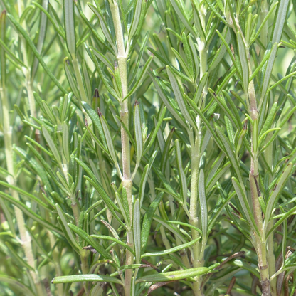 Buitenplant 6x Rosmarinus officinalis - Aromatisch - Pot Ø 9cm
