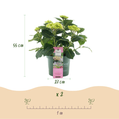 Buitenplant - Hydrangea Magical Jewel Pink - Bloeiend - Pot Ø 23cm Hoogte ↕ 55cm